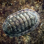 Chiton sp. 12